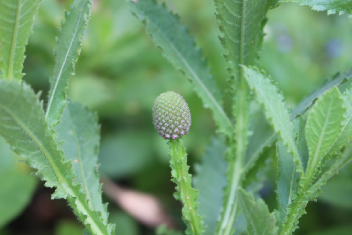 Sphaeranthus indicus L.